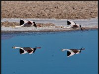 Chile Wildlife579
