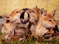 Coyote Puppies