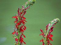 Flower MtAuburn
