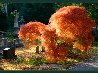 MtAuburn Cemetery