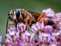 Nature 080517 0056