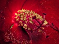 Nature 080717 0004