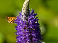  P6A3147-Enhanced
