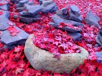 Scenery7