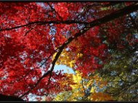 Scenery8
