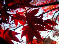 Scenery9