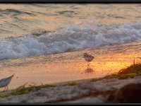 Cape Cod