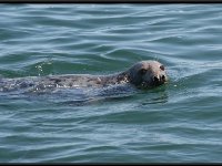 Cape Cod14006