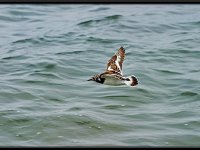 Cape Cod14012