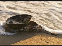 Cape Cod14015