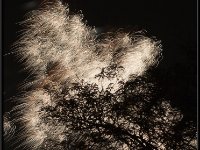 Low Light77