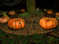 Pumkins : Web Sharp: Original ratio