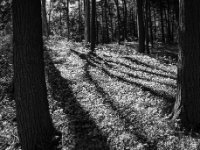 CRW 1599 BW