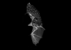 Bat Flight Image, Link to Brown University