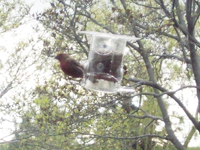 male House Finch on feeder