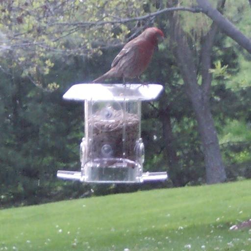 male House Finch on feeder