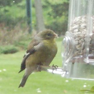 female Goldfinch on feeder
