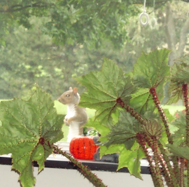 squirrel standing on window sill