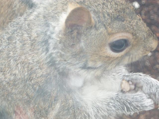 squirrel holding sunflower hearts