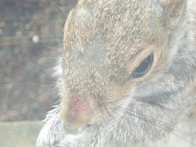 squirrel face