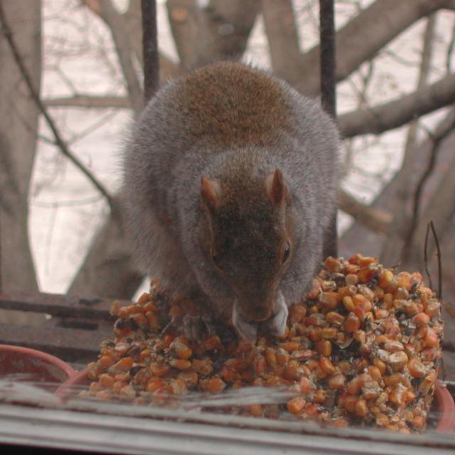 Rats Mating With Squirrels Rats Mating With Squirrels Photo 7