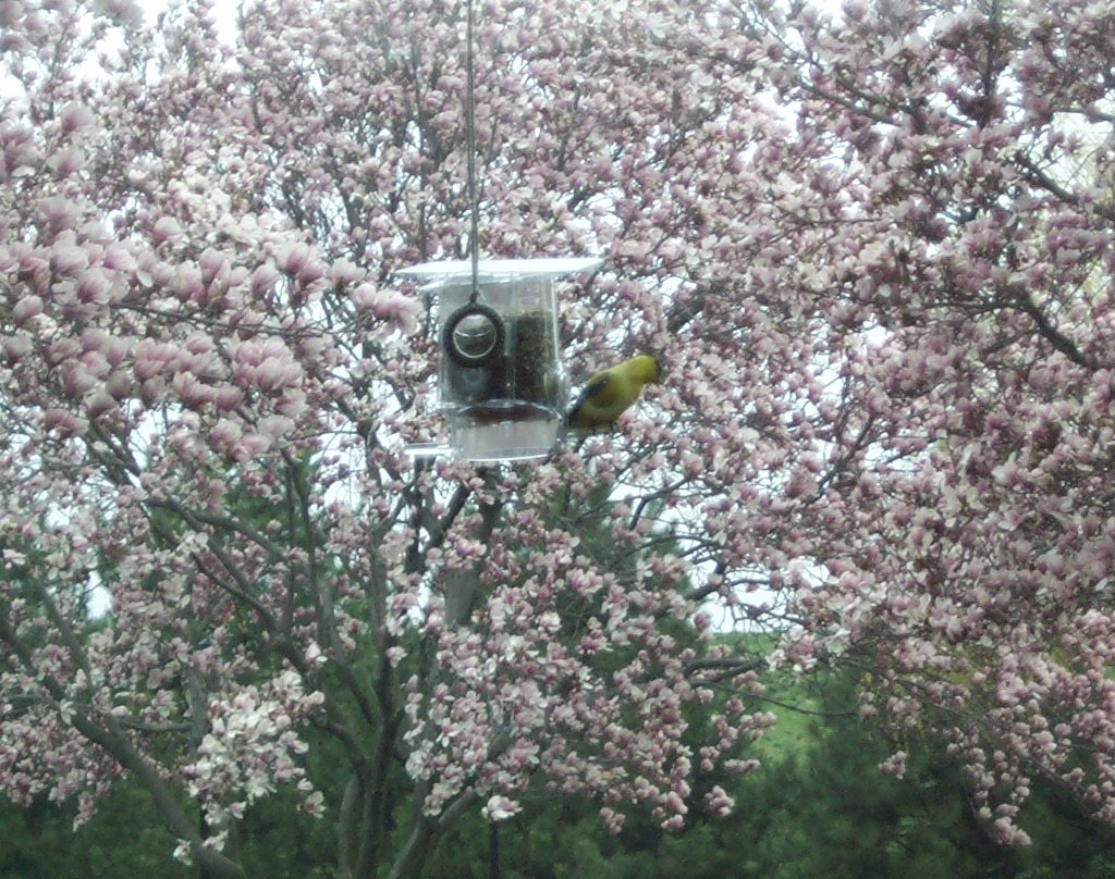 male Goldfinch on feeder, with flowers