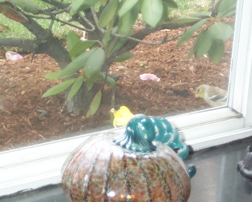 two finches on the windowsill