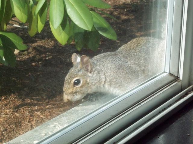 squirrel on window sill