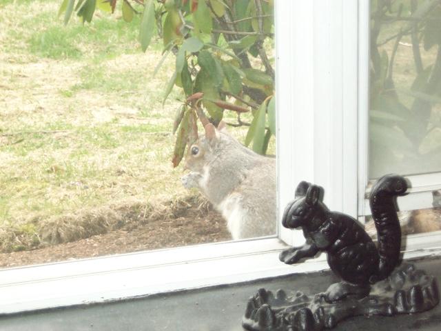 squirrel and nut cracker