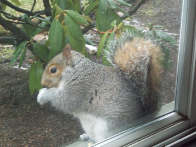 squirrel in winter coat