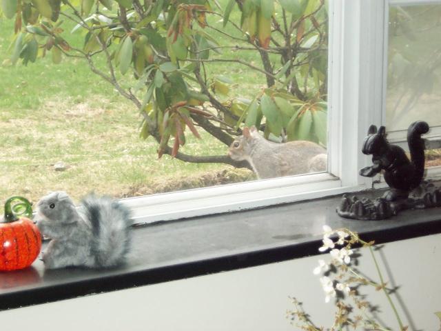 three squirrels