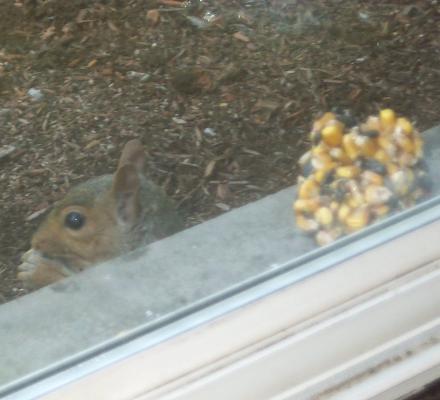 squirrel and squirrel cake