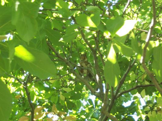 squirrel in tree