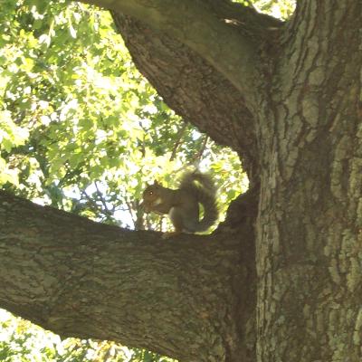 squirrel silhouetted on branch