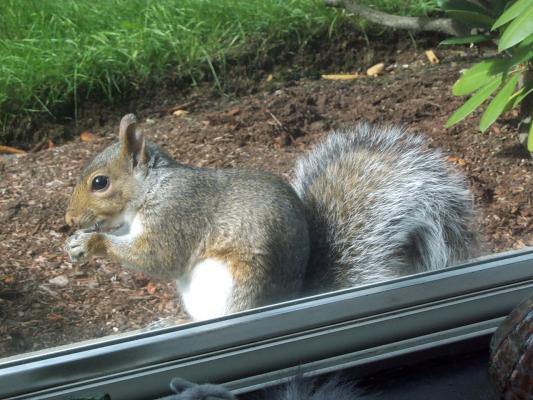 squirrel on window sill