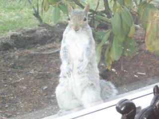 squirrel standing up