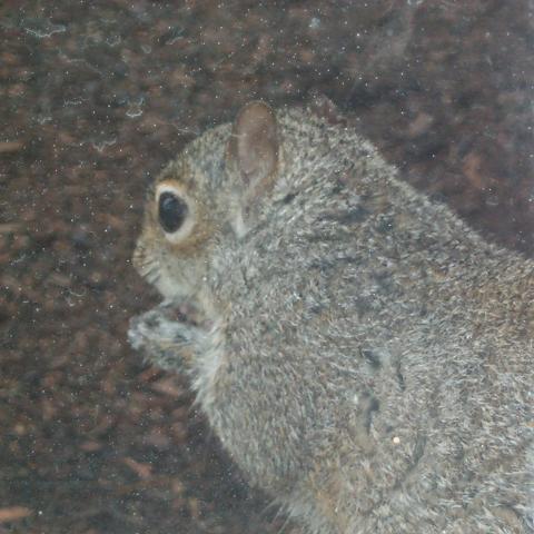 closeup of squirrel head