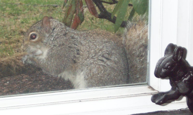 demon squirrel eating