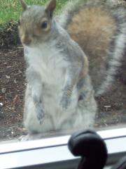 squirrel standing up