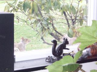 two squirrels having breakfast