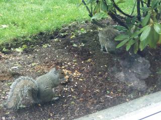two squirrels eating cake