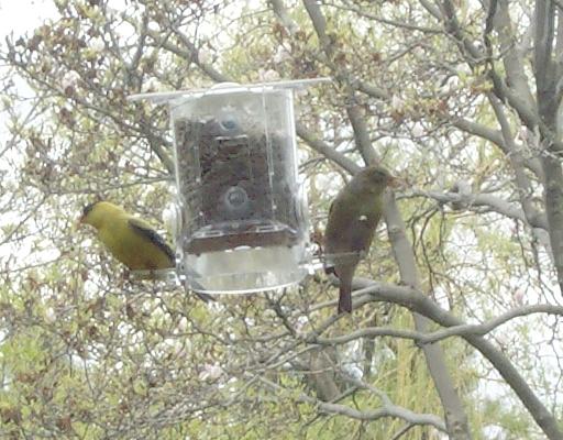 two finches on a feeder