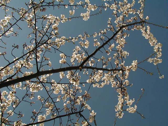 flower-cherry-tree