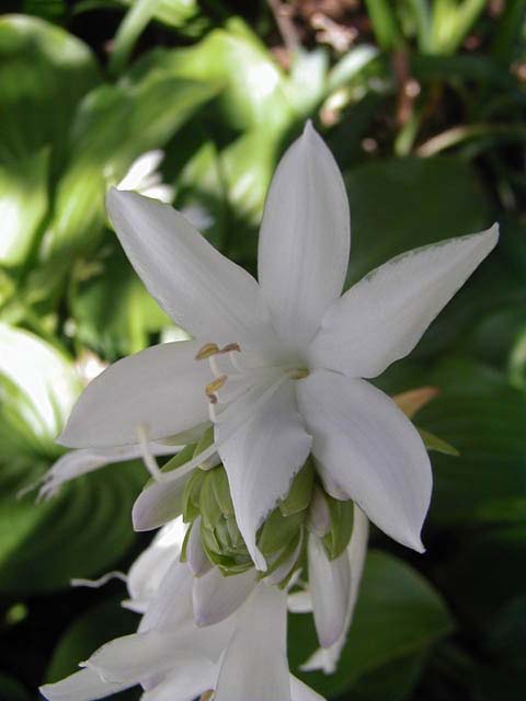 flower-mit-white-frontal