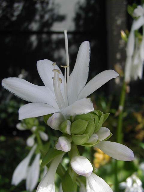 flower-mit-white-side