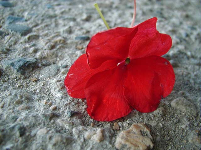 flower-red-on-concrete