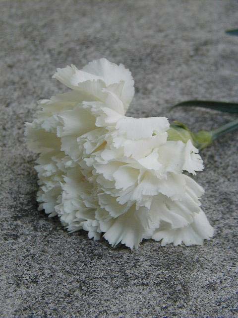 flower-white-rose