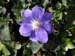 flower-violet