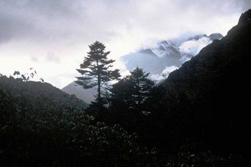 Rhododendron and Pine Forest in Debuche