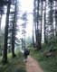 Pine Forest Near Junbesi
